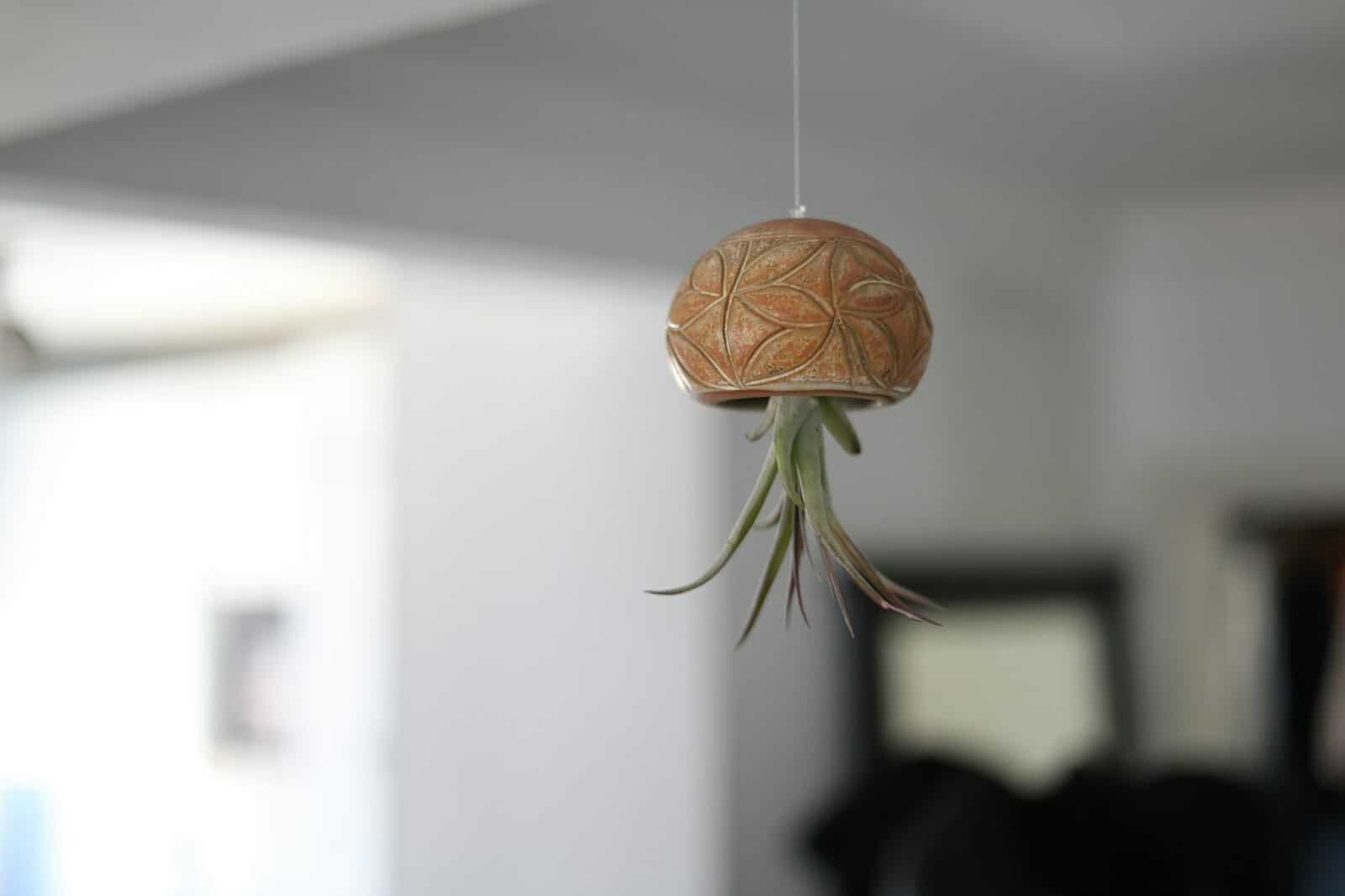 A decorative hanging planter with an air plant.